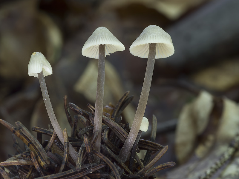 Mycena flavescens